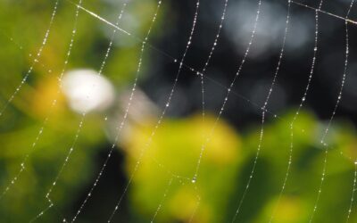 La figure d’attachement