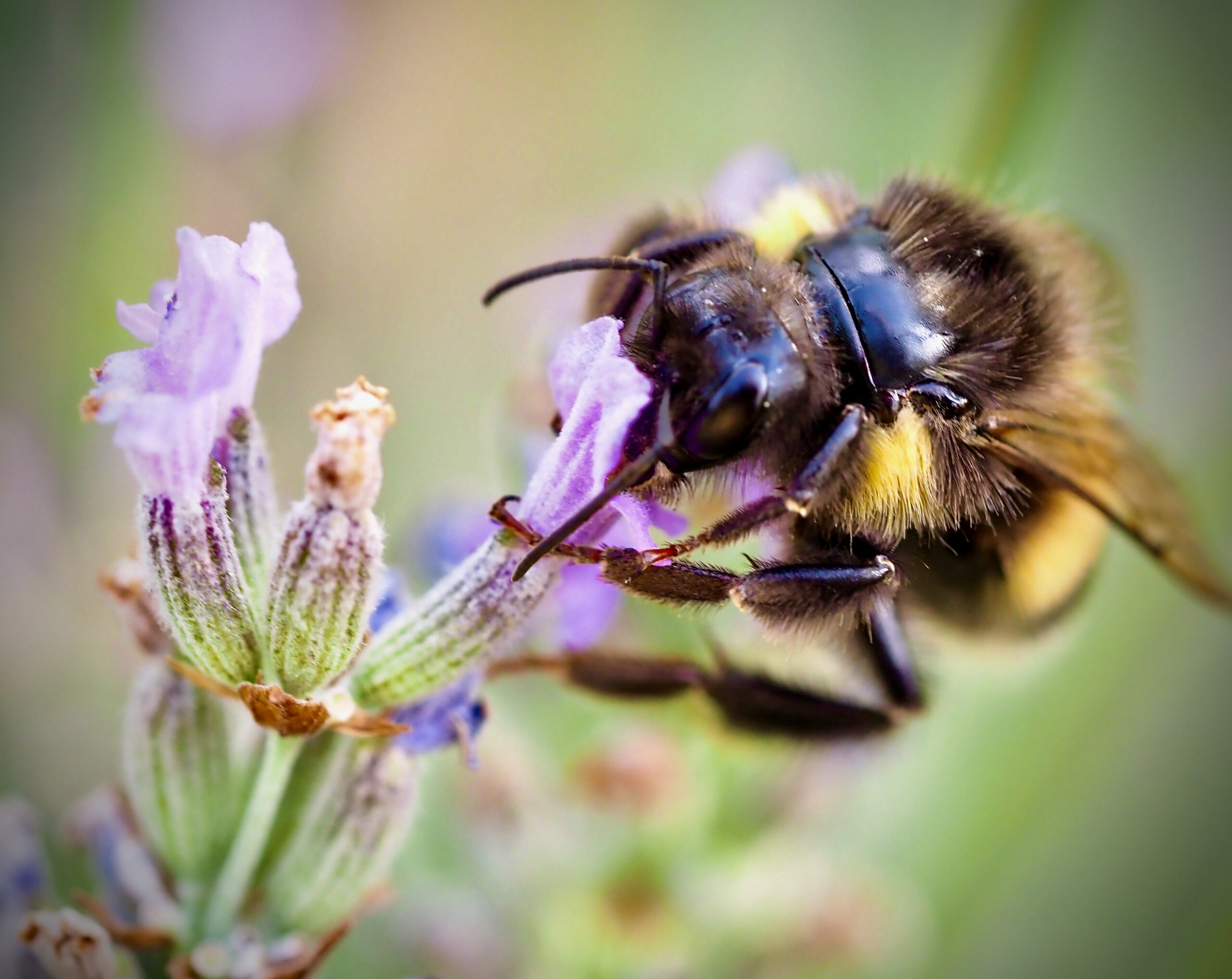 Abeille butine lavande