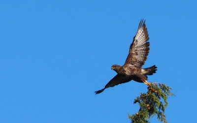 Vers une parentalité consciente – Episode 7